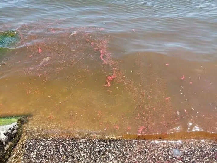 Російські загарбники роблять Азовське море “мертвим”
