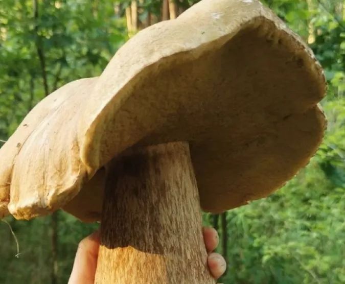 Білий гриб-гігант заважив майже кілограм