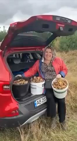 Перші маслята вже є на Поділлі