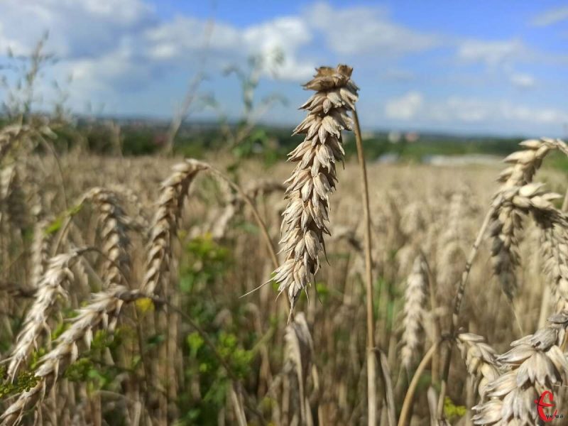 На Хмельниччині завершили збір ранніх культур