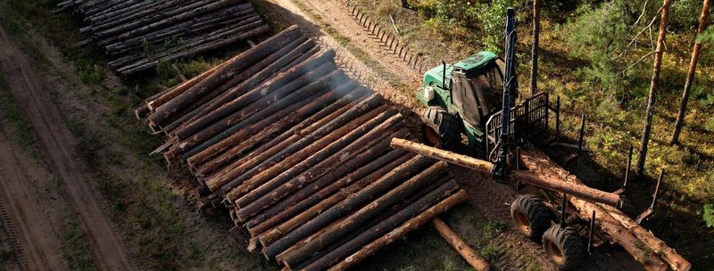 Викрито масштабні оборудки із лісозаготівлею на Вінниччині