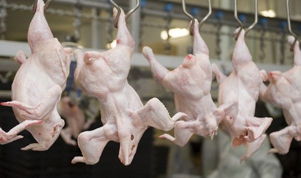 Україна вже вибрала квоти на експорт птиці та яєць до ЄС у 2026 році